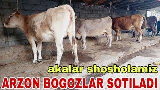 BOGOZ SIGIRLAR SOTILADI ️ 902052128