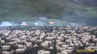 Himalayan sheep farm || shepherd life ||