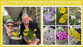 Six types of fabulous winter flowering bulbs.