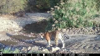 Muscular siberian tiger