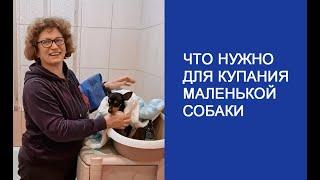 Что нужно чтобы купать маленькую собаку - Пражский Крысарик