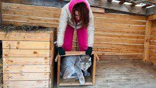 SAVED A LYNX FROM HUNTERS / Meeting Hannah the Lynx's Mom