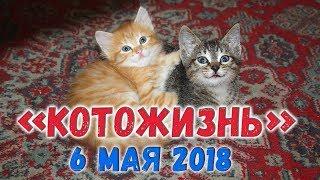 КОТОЖИЗНЬ!  6.05.2018