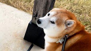 A sudden rain caused Shibe to take shelter under a roof, but he mustered the courage to return home.