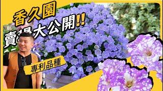 【田尾系列ep34】嚇到飆高音，香久園自育專利品種，第一次遇到會香的XXX。完全導覽一年只開放1個月的極品花園，田尾「香久園」的賣場，販賣市場少見的品種。＃香久園＃伊恩愛種花