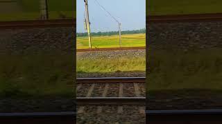 Golden Rice #train #bandebharatexpress #shorts #shortvideo #jhargram #nature