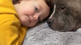 Little Girl Has A Wholesale Relationship With Her Pitbull Dog from The Day She Was In The Womb