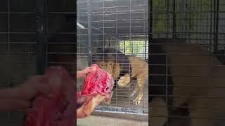 huge Barbary Lion, he's real king 
