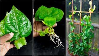 Amazing idea for grow betel plant at home from leaves || Water propagation for planting