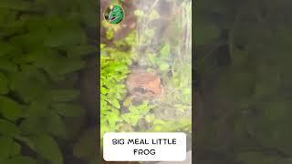 Insane Video of a Hungry Frog devouring a HUGE fly! #shorts