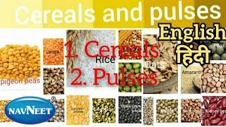 Learn all cereals and pulses name with pictures in English हिन्दी