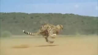 Cheetah Running Full Speed Awesome Speed