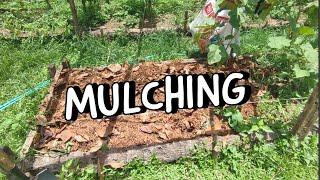 Mulching Our Garden Beds  | Natural Farming in the Philippines 