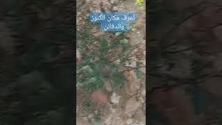 قريبا أسرار تربيع النمل لتحديد مكان الكنز والدفين مع الباحث المغربي ابو محمد