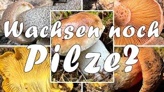 Wachsen noch Pilze? Gibt es noch Steinpilze? Wie lange wachsen Pilze? Wie lange findet man Pilze?