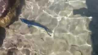 Bébé Requin Bleu à Marseille l'Estaque - Plage de Corbières