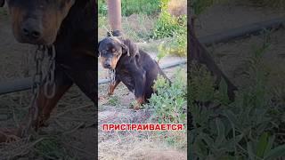 ПРИСТРАИВАЮТСЯ РОТВЕЙЛЕР И КАНГАЛ. ОБЕ ДЕВОЧКИ