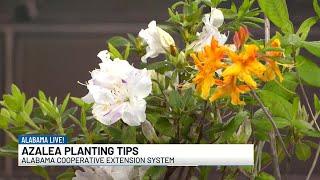 Alabama Cooperative Extension System gives azalea planting tips for spring