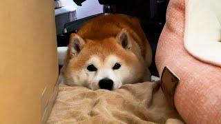 His bed was full due to the cleaning work, so Shibe took a modest position on the edge.