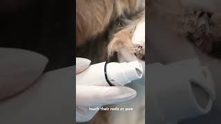 Signs your dogs nails are hurting them!
