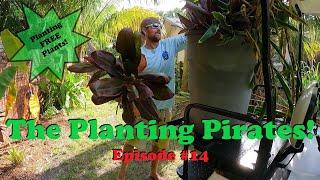 The Planting Pirates Episode #14 | Planting FREE Plants we find Weekly!