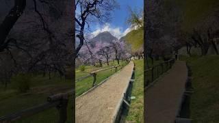 Royal Garden Altit Hunza #shortcraft #explore #cover #shortcraft #travel #hunzavalley