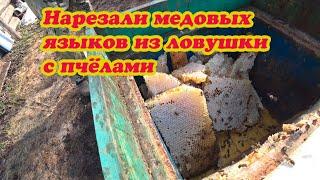 ПЕРЕСЕЛЯЕМ ПОСЛЕ ЗИМОВКИ ПОЙМАННЫХ РОЁВ ИЗ ЛОВУШЕК В УЛЬИ