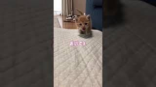 保護した翌日の子猫がこんな感じでもう運命だったとしか思えない #shorts