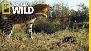 Serval vs. Snake | South Africa