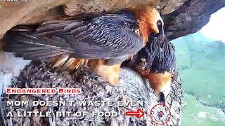 #235Bearded Vulture Nest／Nestflix Live Stream️Endangered bird species the Southern Bearded Vulture