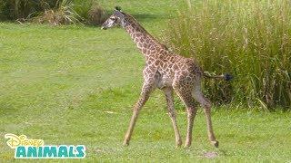 Baby Giraffe| Disney Animals| Disney Junior