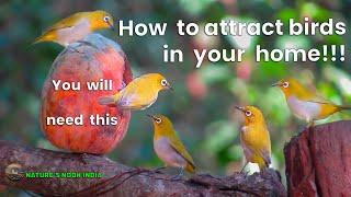 HOW TO attract birds in your backyard