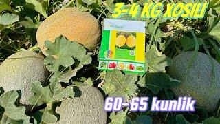 Dukero F1 Eco seed firmasining 60-65 kunlik qovun urugi Tel: +99833 301 90 90   +99893 533 95 55