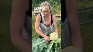 Harvesting Cauliflower from the Garden