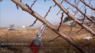 제4강 - 매실나무 가지치기, 매실나무 정지전정, 매실나무 전지 동영상 강의