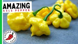 Khang Starr Lemon StarrBurst (KSLS) Pepper