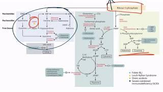 Purines & Pyrimidines for the USMLE Step 1