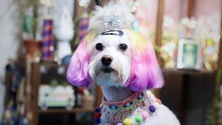 She Was a Show Girl | Master Groomer gets creative with another groomer