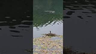 이 더위에도 변함없이 알 품고 있는 뿔논병아리.(The horned bottlenose that keeps eggs in this heat.)