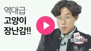 고양이들 환장한다는 역대급 장난감 모음.zip EP.03 [집사의정석]