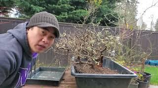 Bonsai Ben Preview for 2025