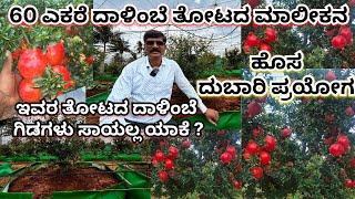 ಇದು ಸ್ಪೆಷಲ್ ದಾಳಿಂಬೆ ತೋಟ | Avoid Wilt and Nematodes In Pomegranate Farming @mrerehulaa