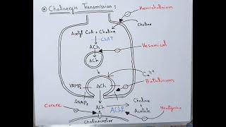 Cholinergic Transmission | Acetylcholine Neurotransmitter | Myasthenia Gravis | Neostigmine | ACh