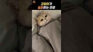 슬픔에 빠진 고양이