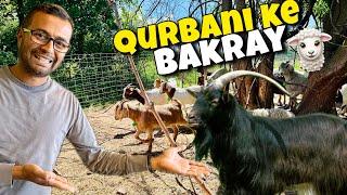 Qurbani ke bakray 