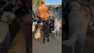 DOGEX:how to pass other dogs and play #dogs #dogobedience #dogreaction #dogwalker #dogshorts