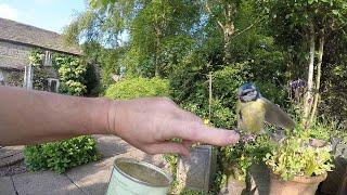 Blue Tit Feeds Out Of Man's Hand