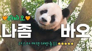 낭만판다 러바오의 힐링 산책 I Romantic panda Le Bao's healing walk 