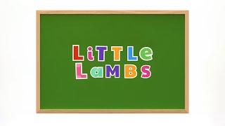 Little Lambs | September 28, 2024