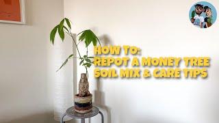 How To Repot a Money Tree